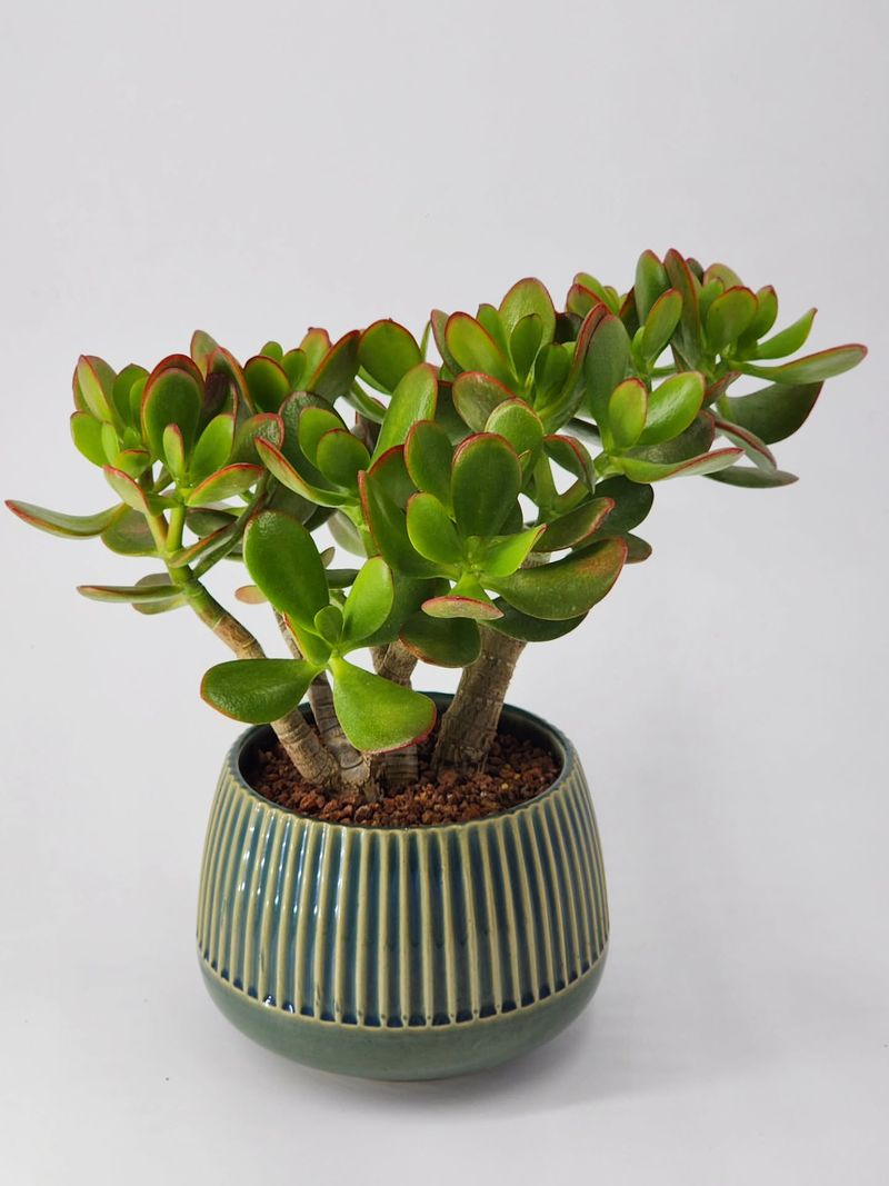 Jade Plant