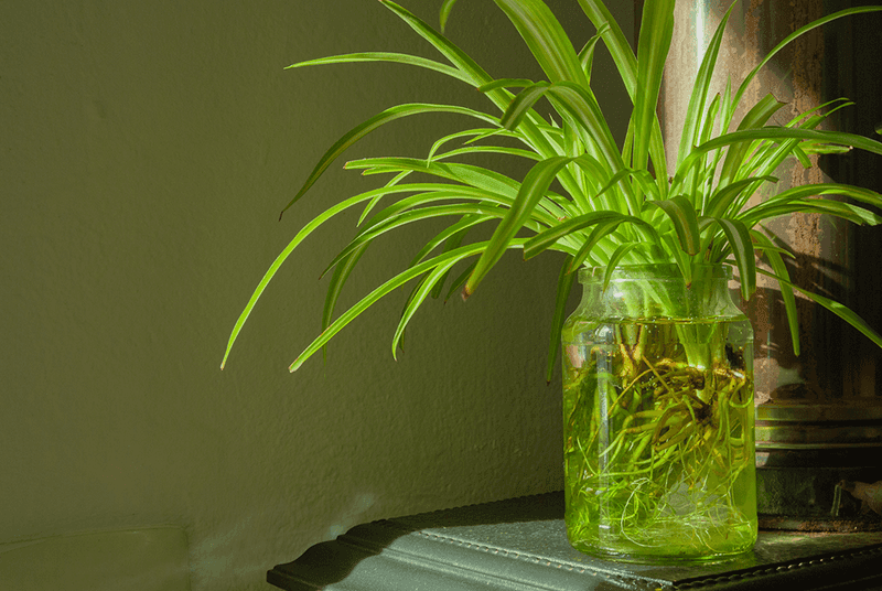 Spider Plant