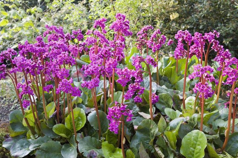 Bergenia (Pigsqueak)