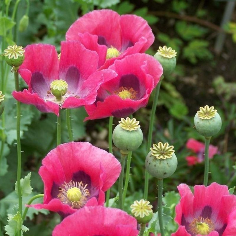 Poppies