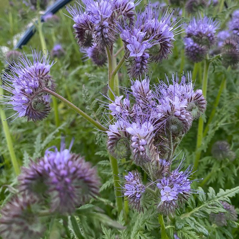 Phacelia (Phacelia Tanacetifolia)