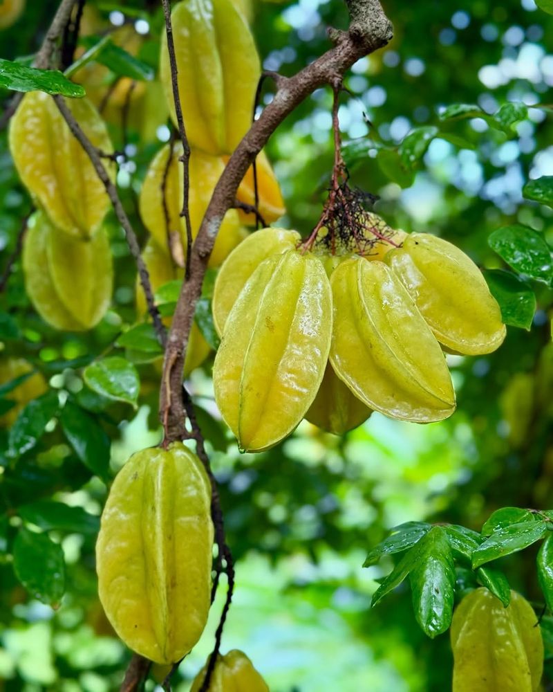 Starfruit (Carambola)