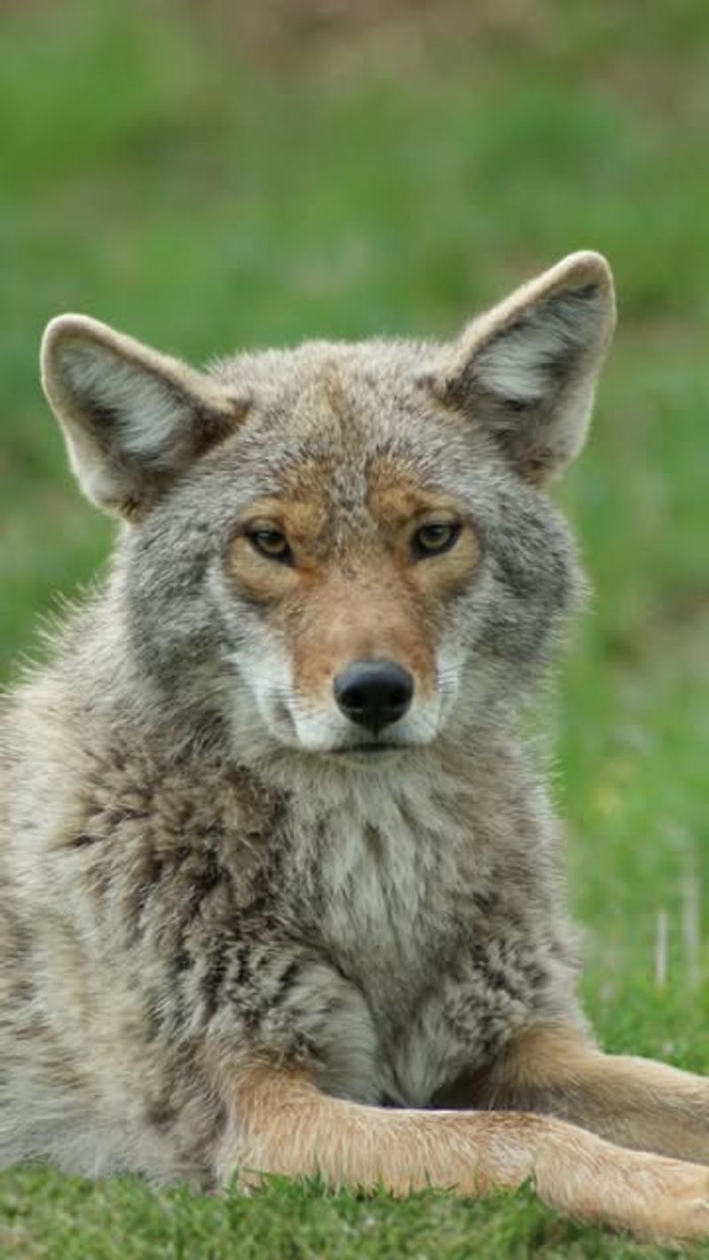 MISTAKE: Don't Corner A Coyote