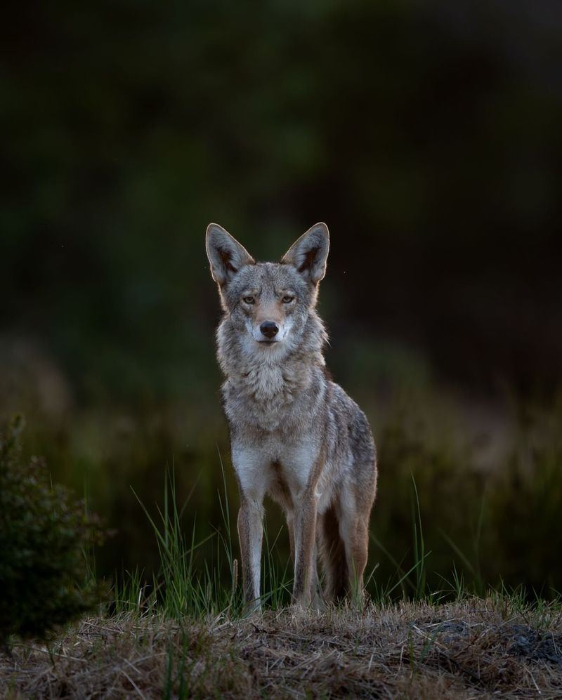 MISTAKE: Never Feed Coyotes