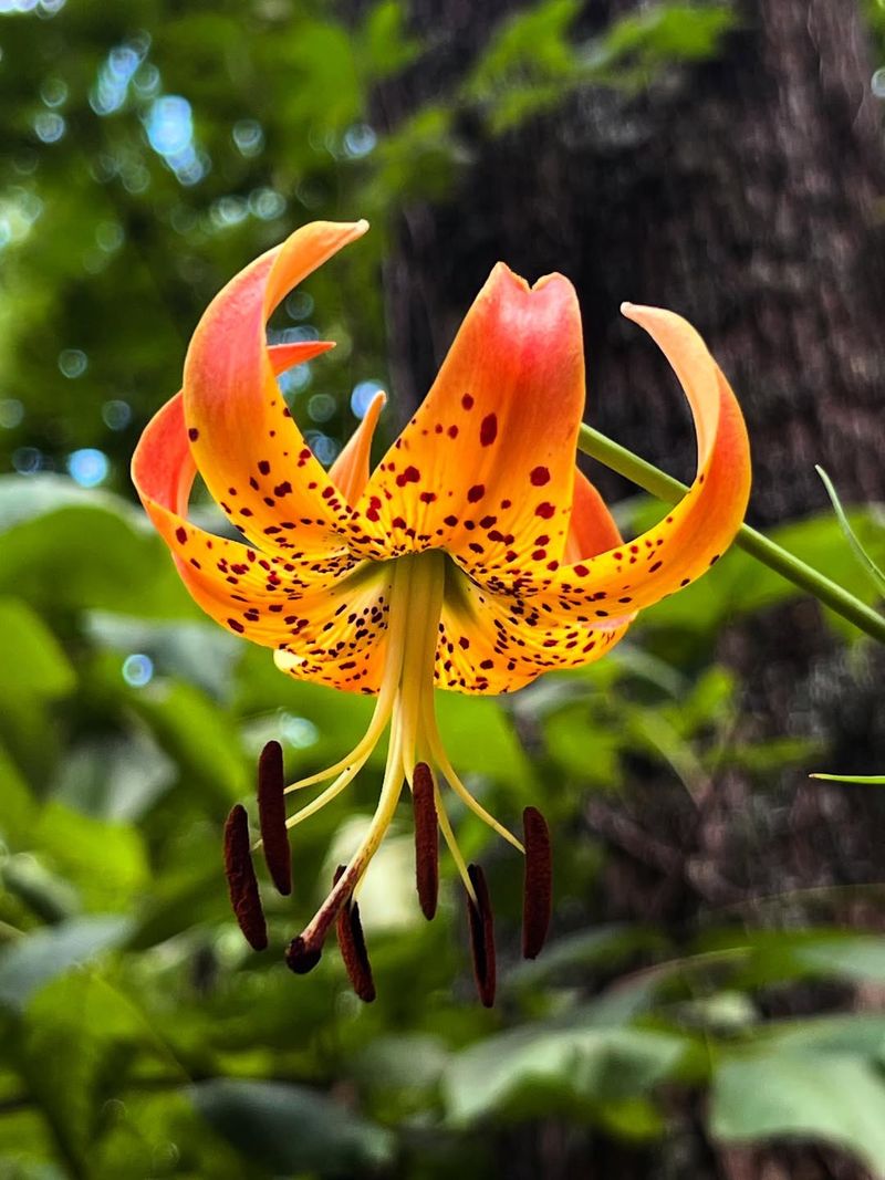 Woodland Lilies (Native Types)