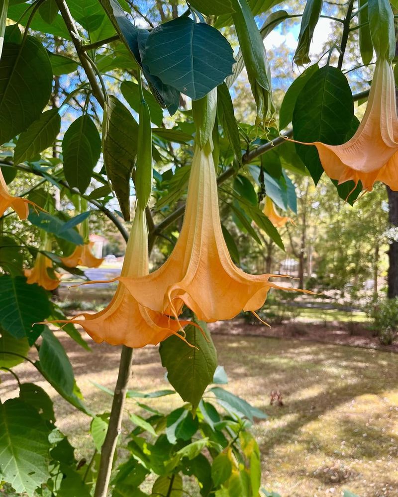 Angel's Trumpet