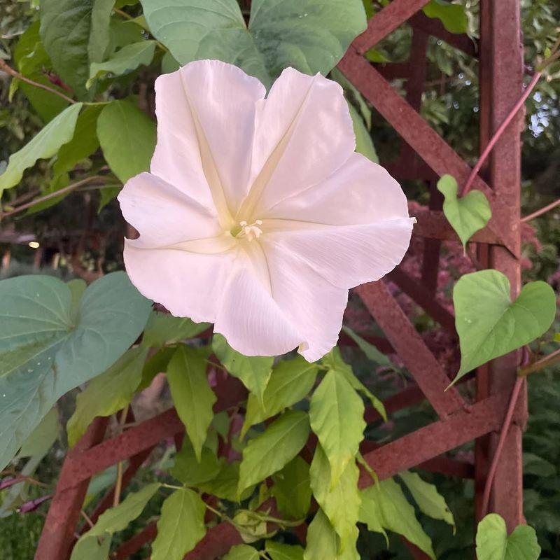 Moonflower Vine