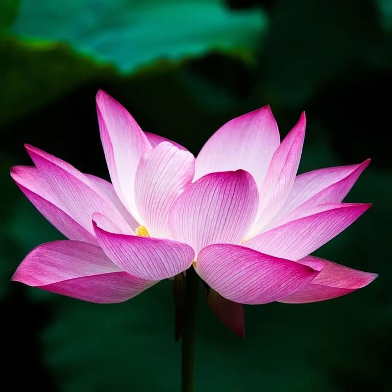 Sacred Lotus (Nelumbo nucifera)