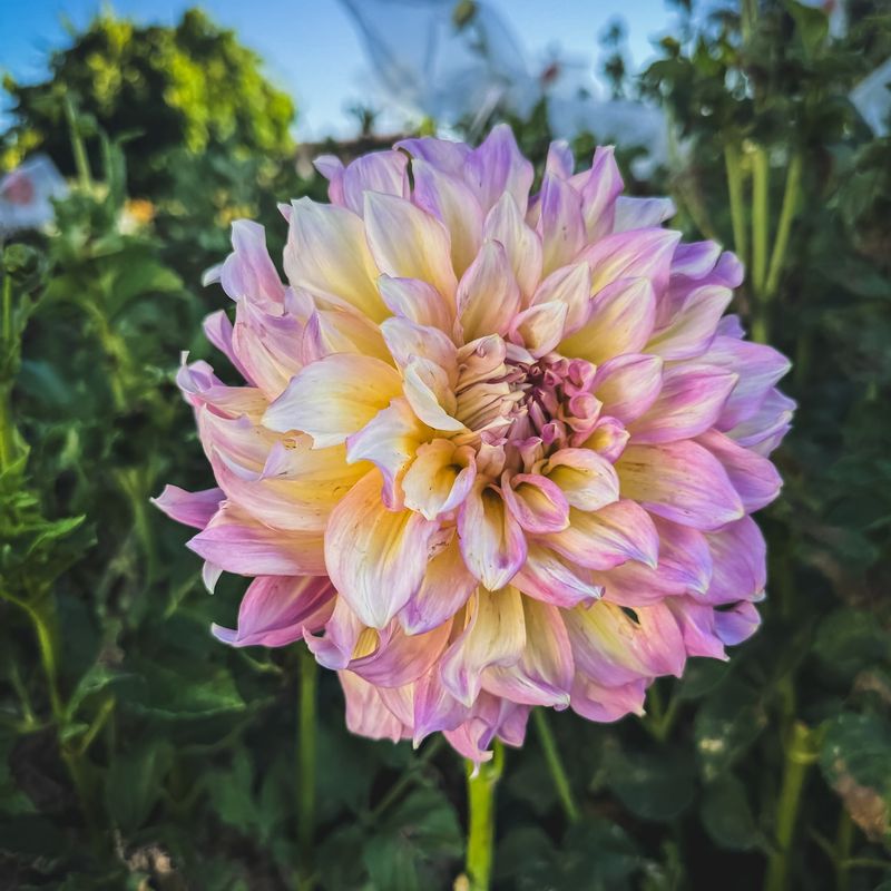 Dinnerplate Dahlias For Jaw-Dropping Seasonal Color