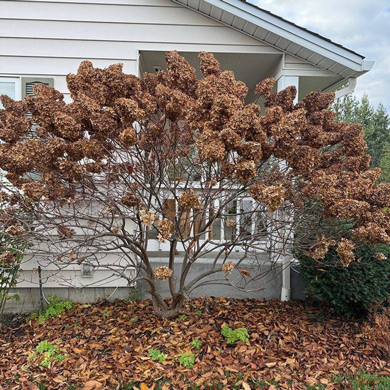 Hydrangeas (Bigleaf and Oakleaf)