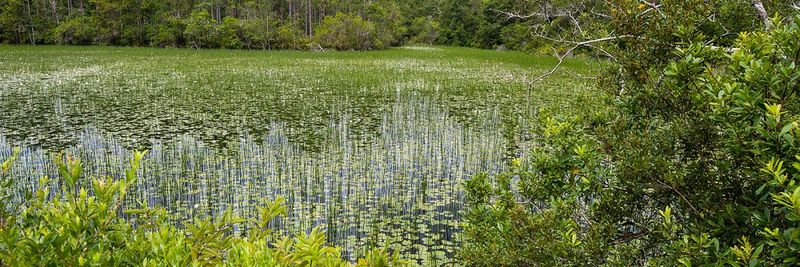 Trees Located In Conservation Or Overlay Zones