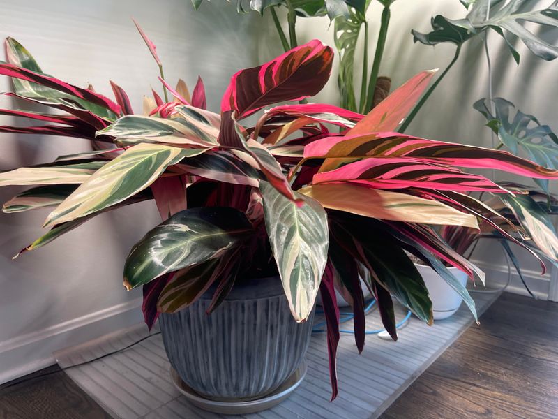 Calathea