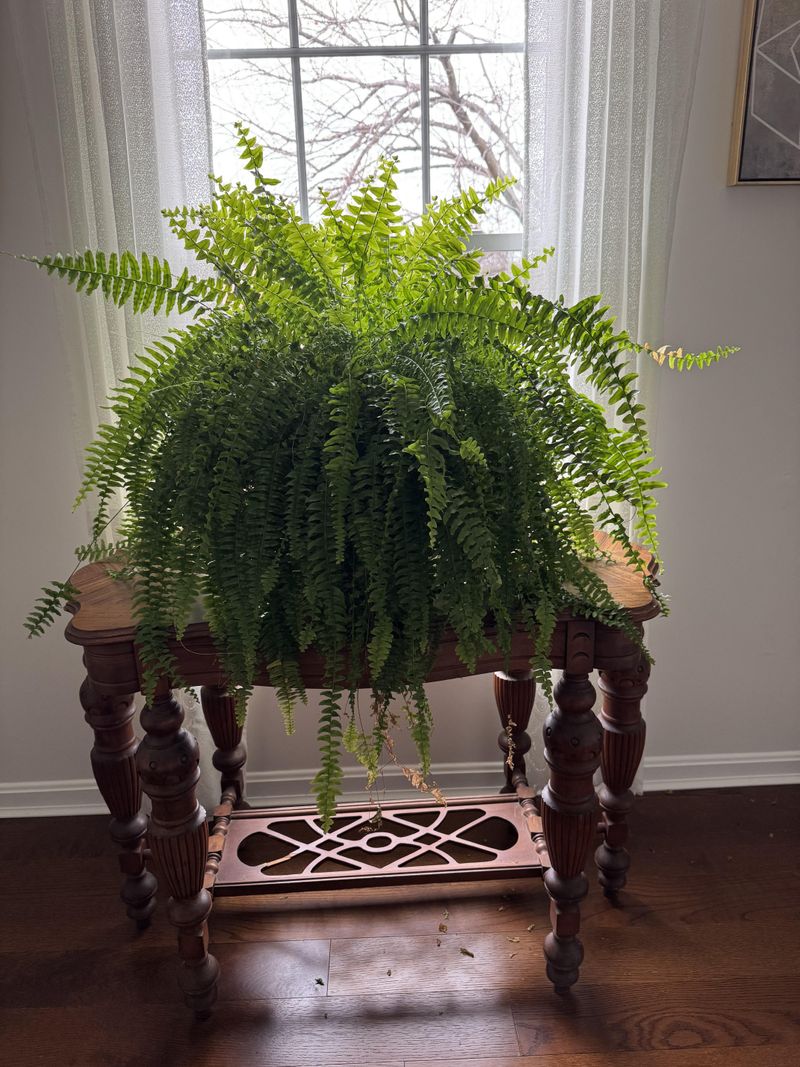 Boston Fern