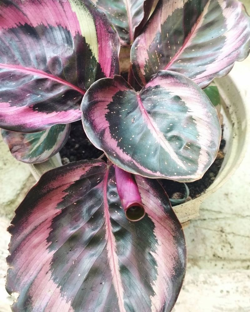 Calathea
