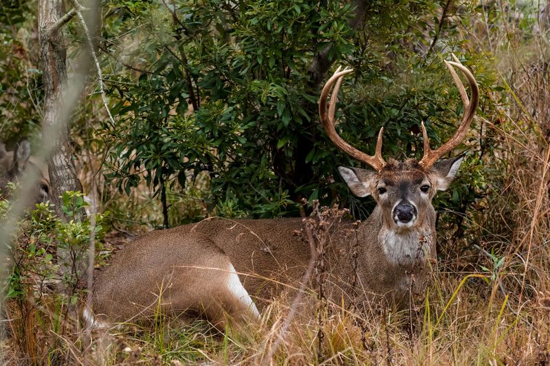 Learn Virginia Deer Behavior Before Making Big Changes