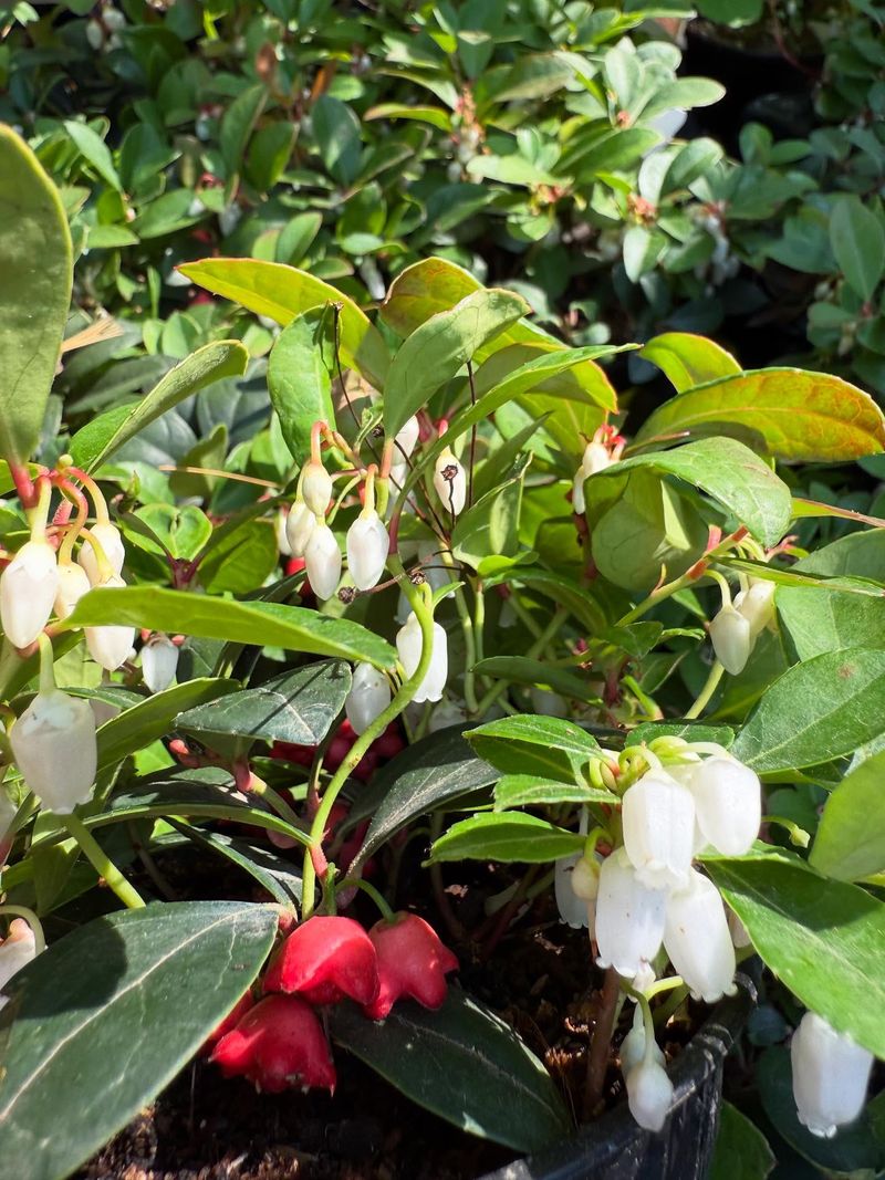 Add Native Georgia Plants