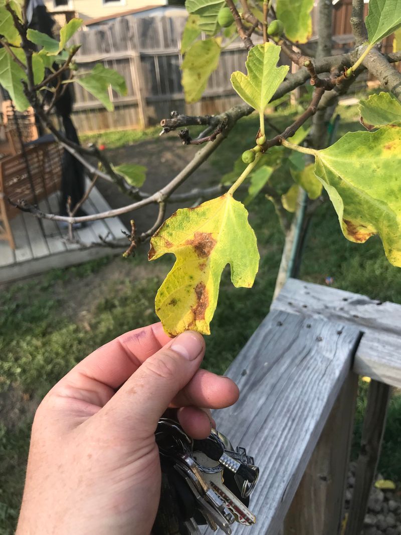 Prune Damaged Or Diseased Wood Promptly