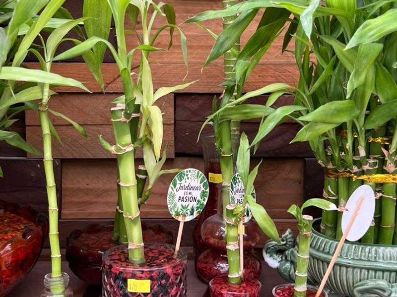 Add Liquid Fertilizer Sparingly Each Month