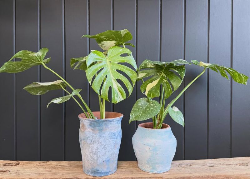 Keep Humidity Levels Very High Using A Humidifier