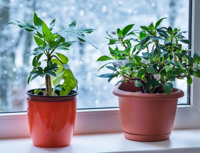 Reduce Fertilizing During Dormant Months