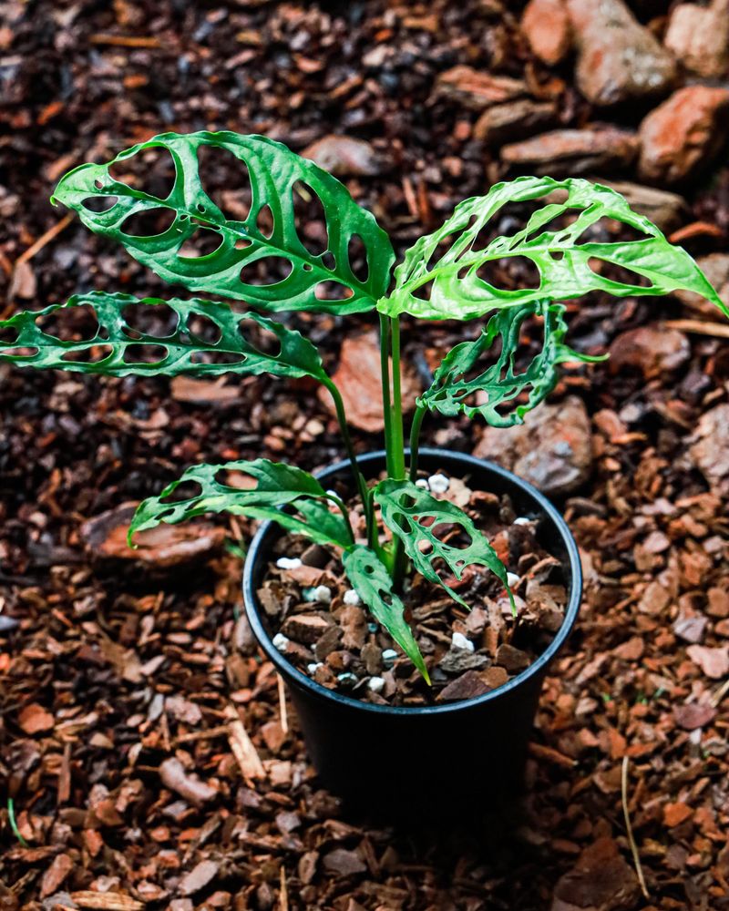 Use Well-Draining, Aerated Soil