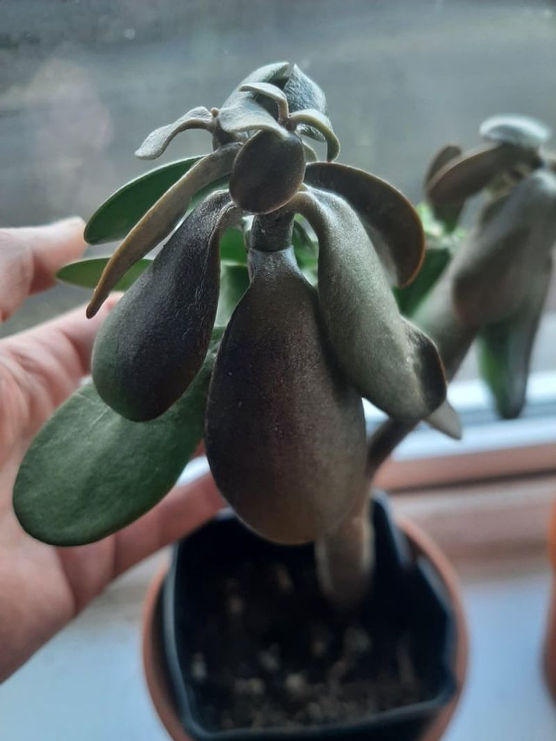 Feed Sparingly with Balanced Succulent Fertilizer