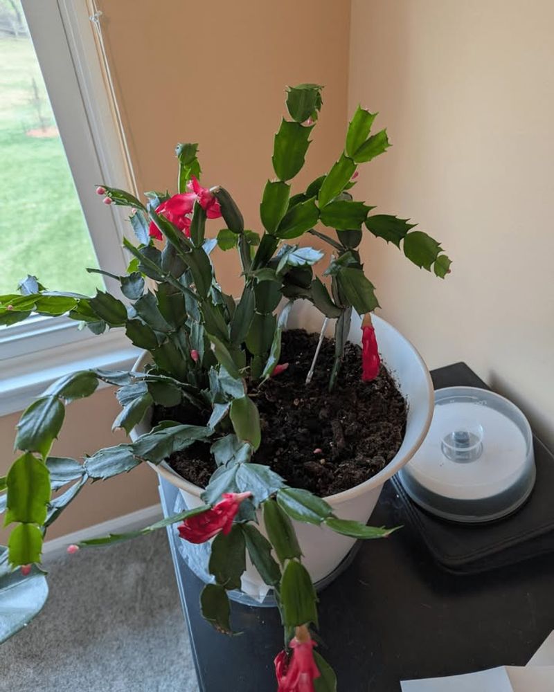 Reduce Fertilizer Applications During The Rest Period