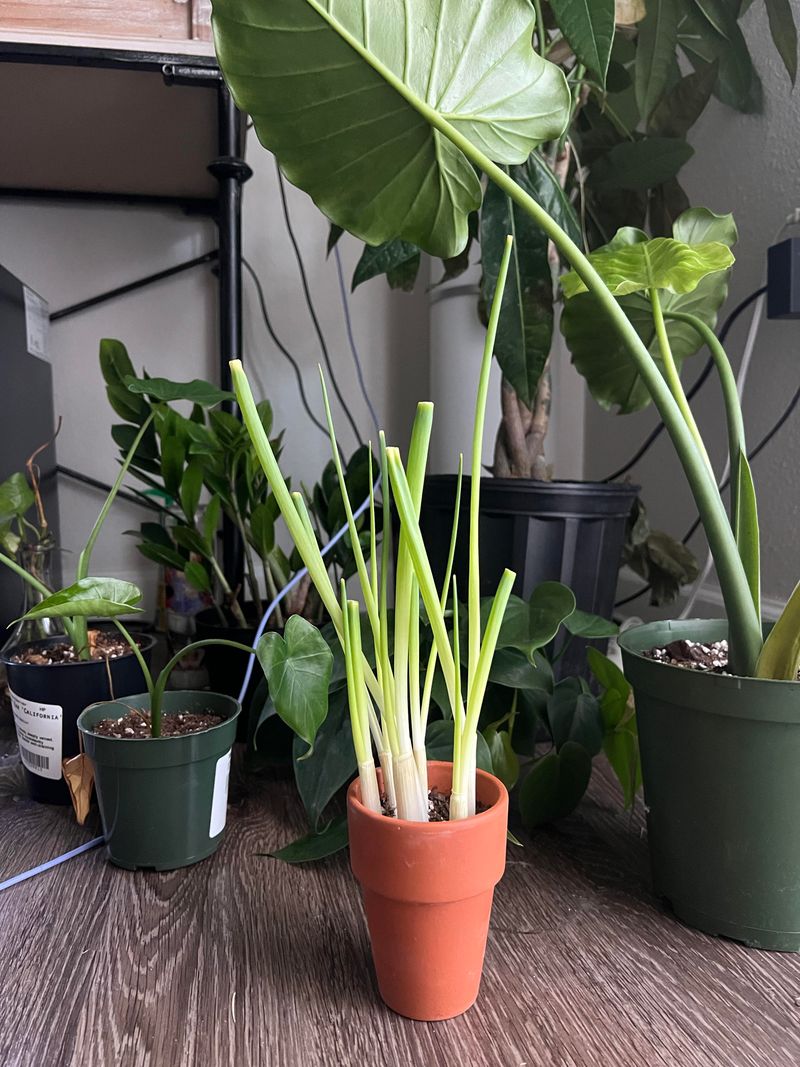 Fertilize Every Two To Three Weeks