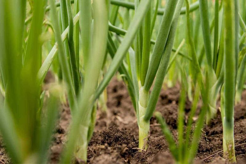 Fertilize Every Few Weeks