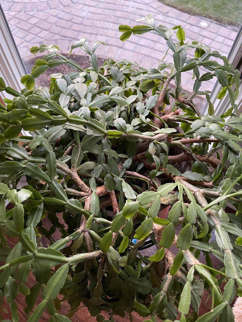 Skip Fertilizer During Rest