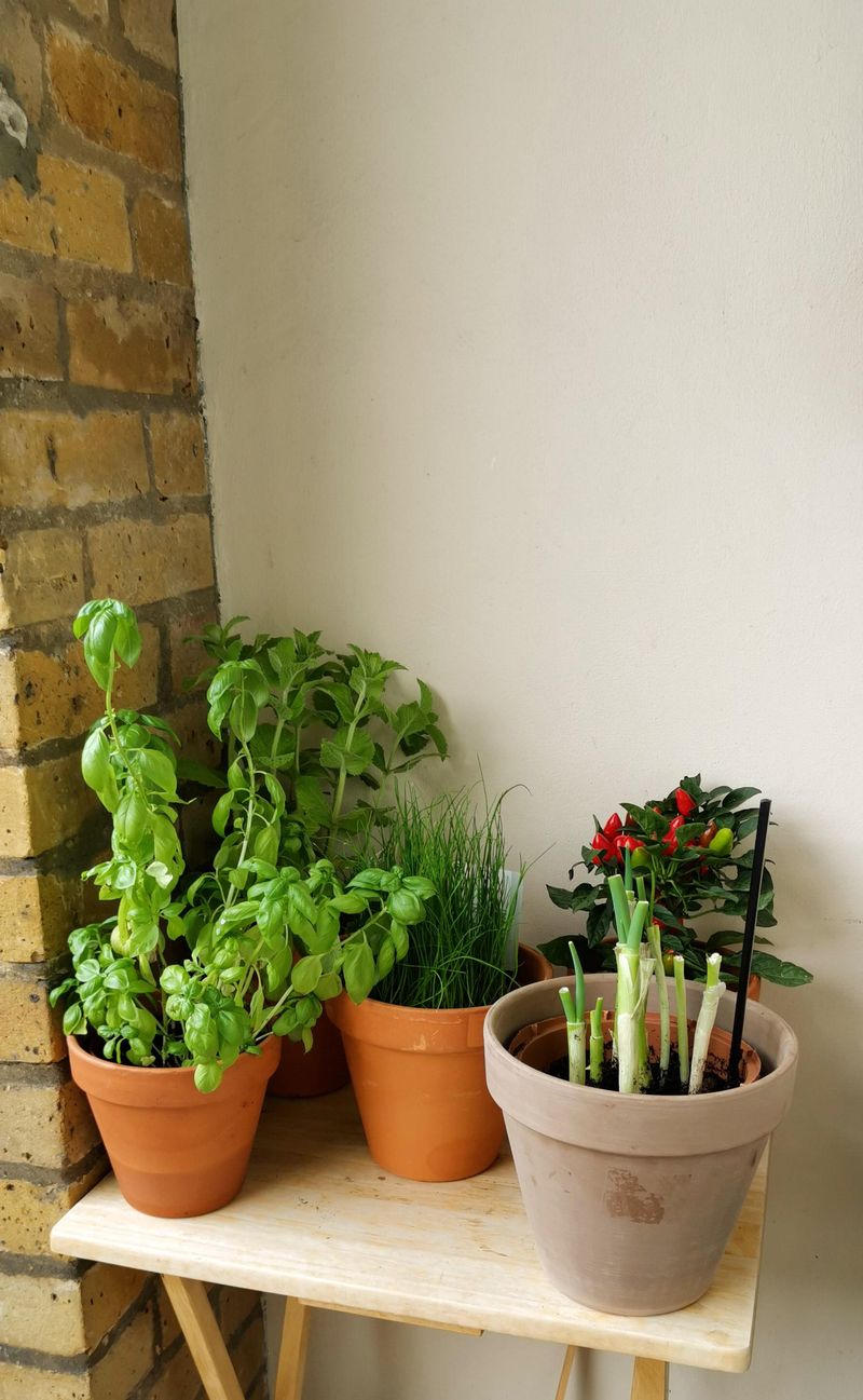 Fertilize Regularly with Gentle Organic Options