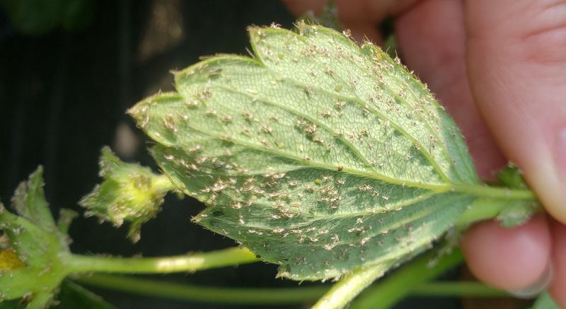 Control Pests And Diseases Organically