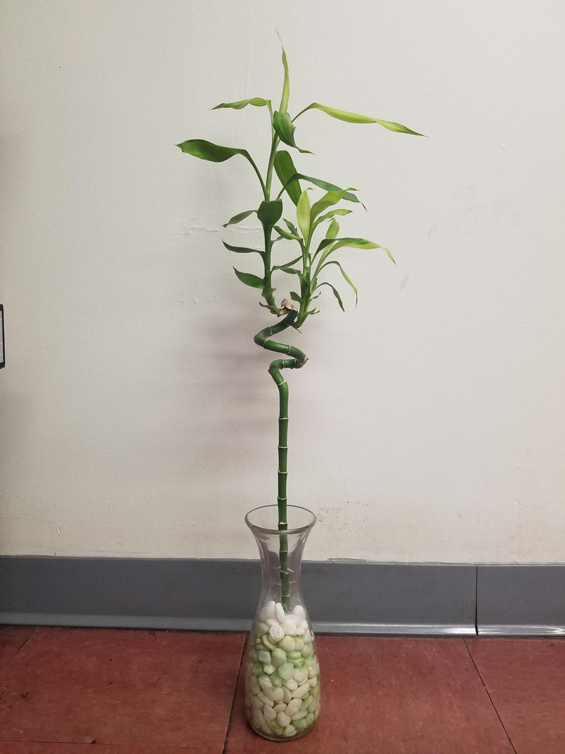 Keep Humidity Levels Moderate