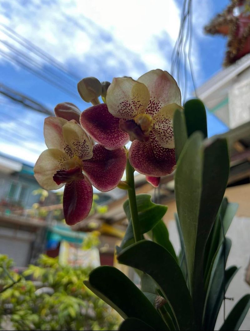 Feed Lightly During Active Growth Periods