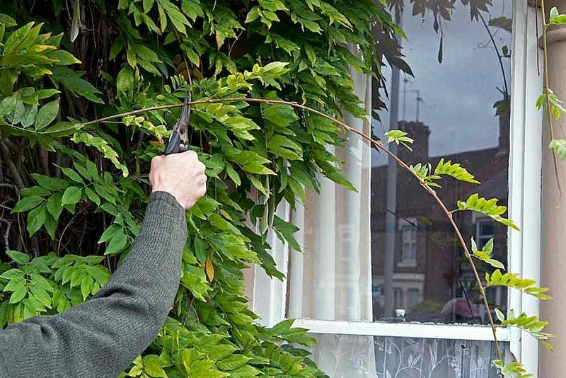 Use Sharp, Clean Tools For All Cuts