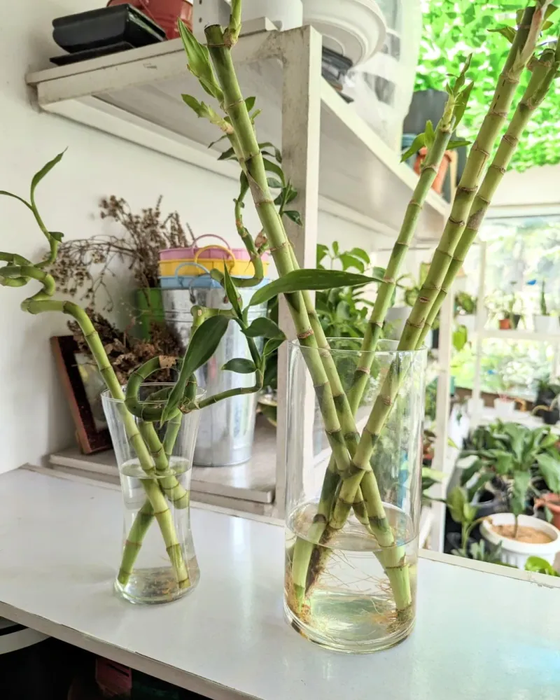 Add Liquid Fertilizer Once Every Two Months Maximum