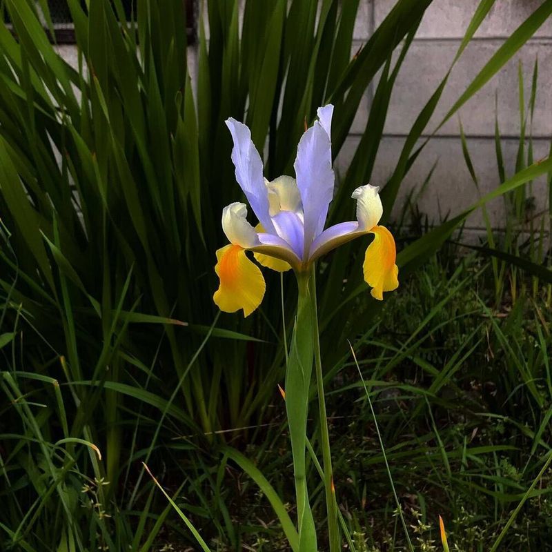 Protect Your Irises From Common Tennessee Pests And Diseases