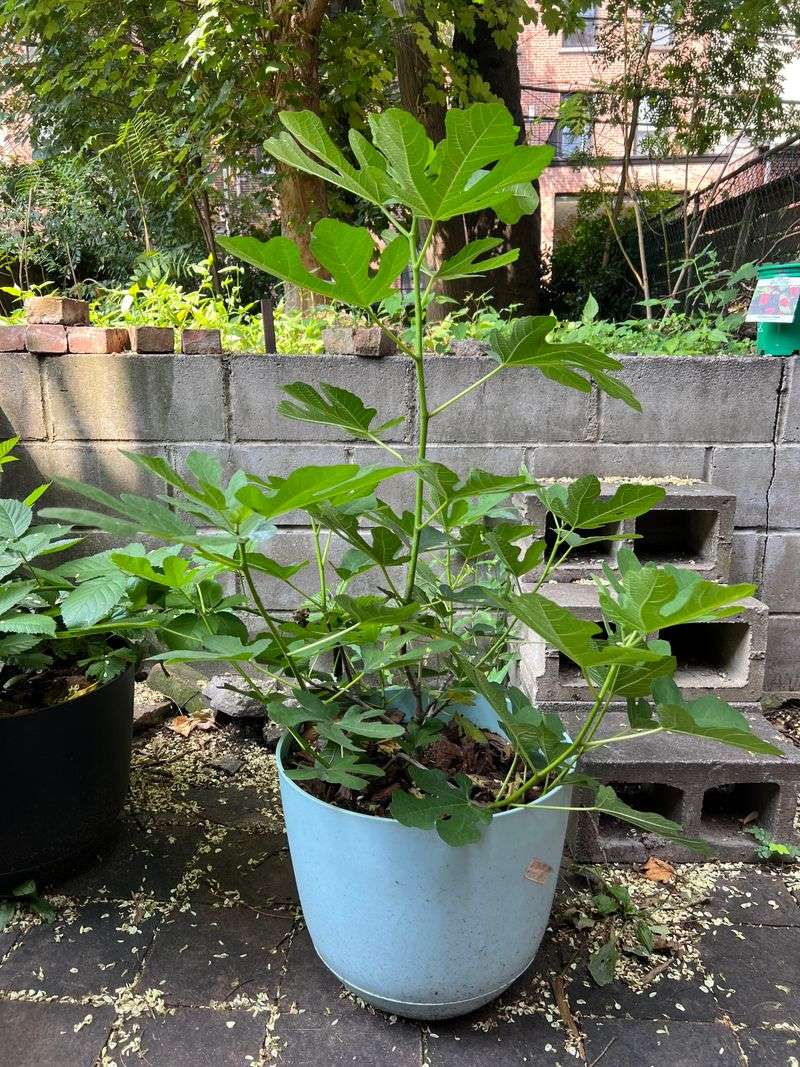 Shape Young Trees Early for Future Success