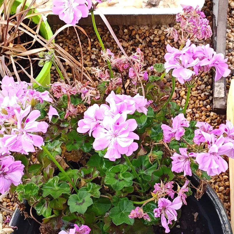 Creating a Cold Frame for Extended Outdoor Protection