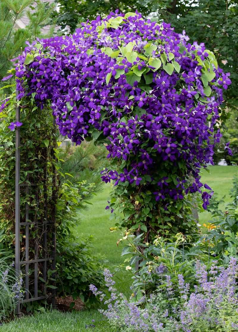 Prune Early Enough To Avoid Heat Stress