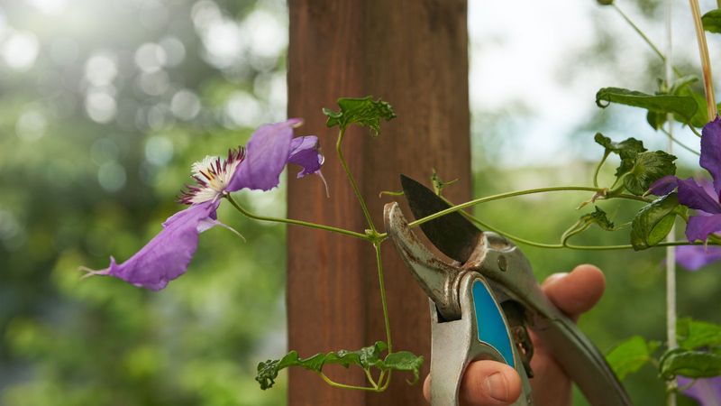 Don't Be Afraid To Cut Back Leggy Growth