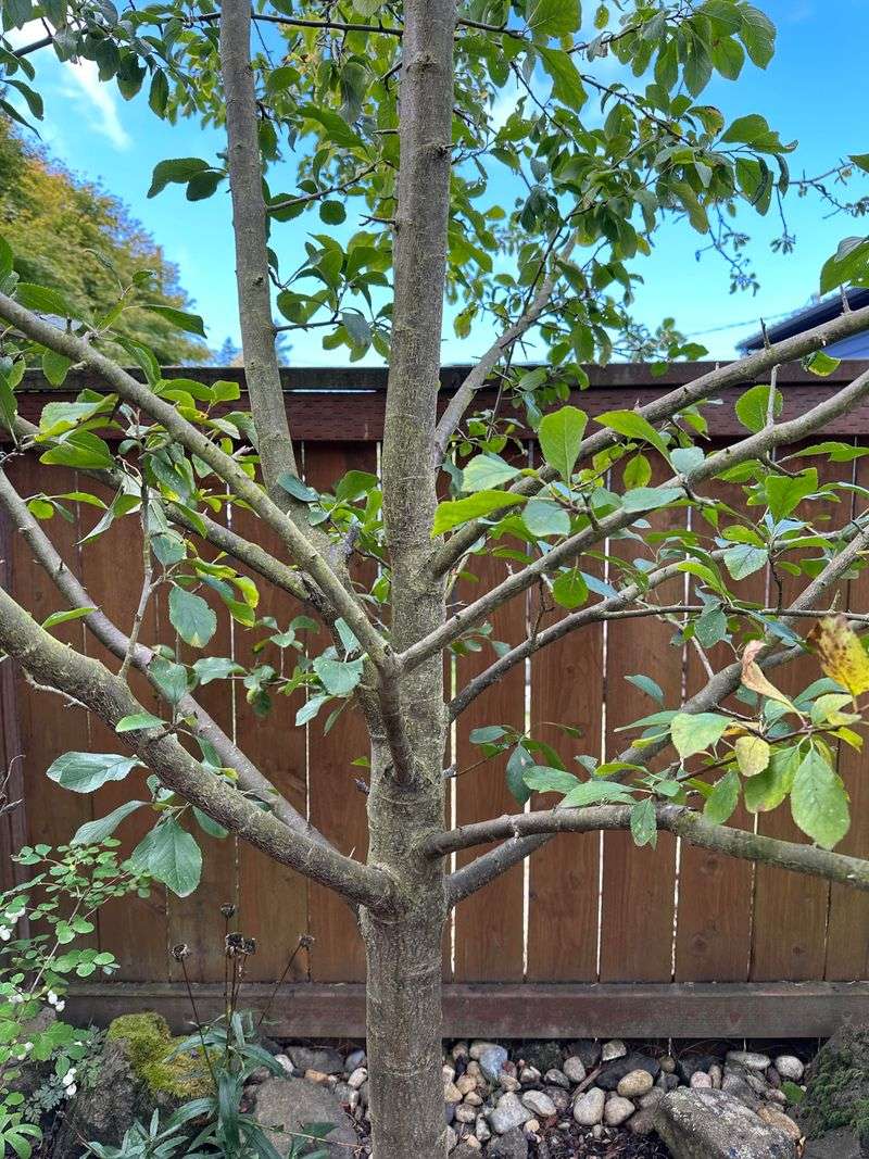 Maintain A Balanced Shape And Structure