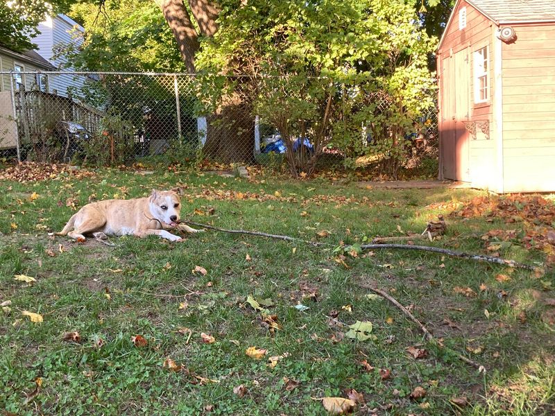 Protect Your Pets Immediately