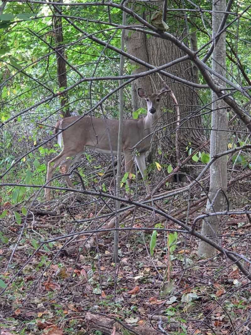 Stay Calm And Keep Your Distance