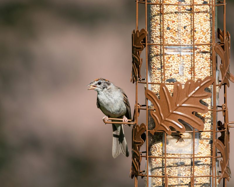 Provide High-Energy Foods During Peak Migration