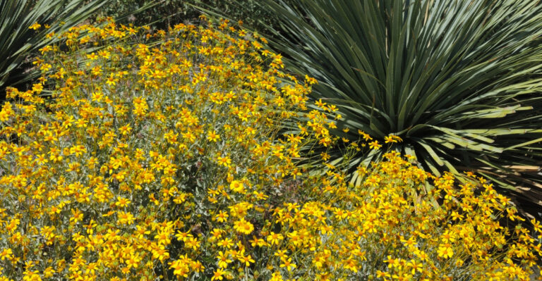 shrub (featured image)