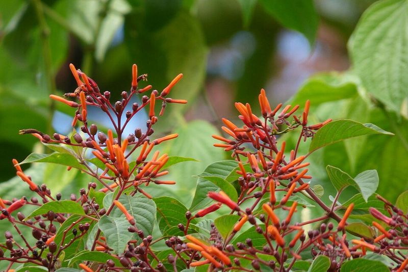 Firebush (Hamelia patens)
