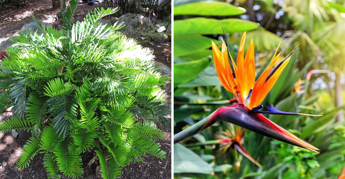 coontie plant and bird of paradise