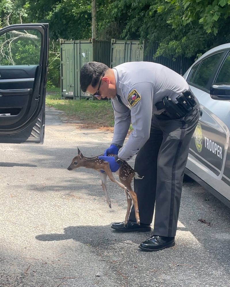 Report Sick Or Injured Deer To Authorities