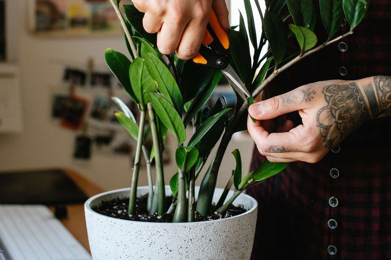 Prune Back Leggy Stems